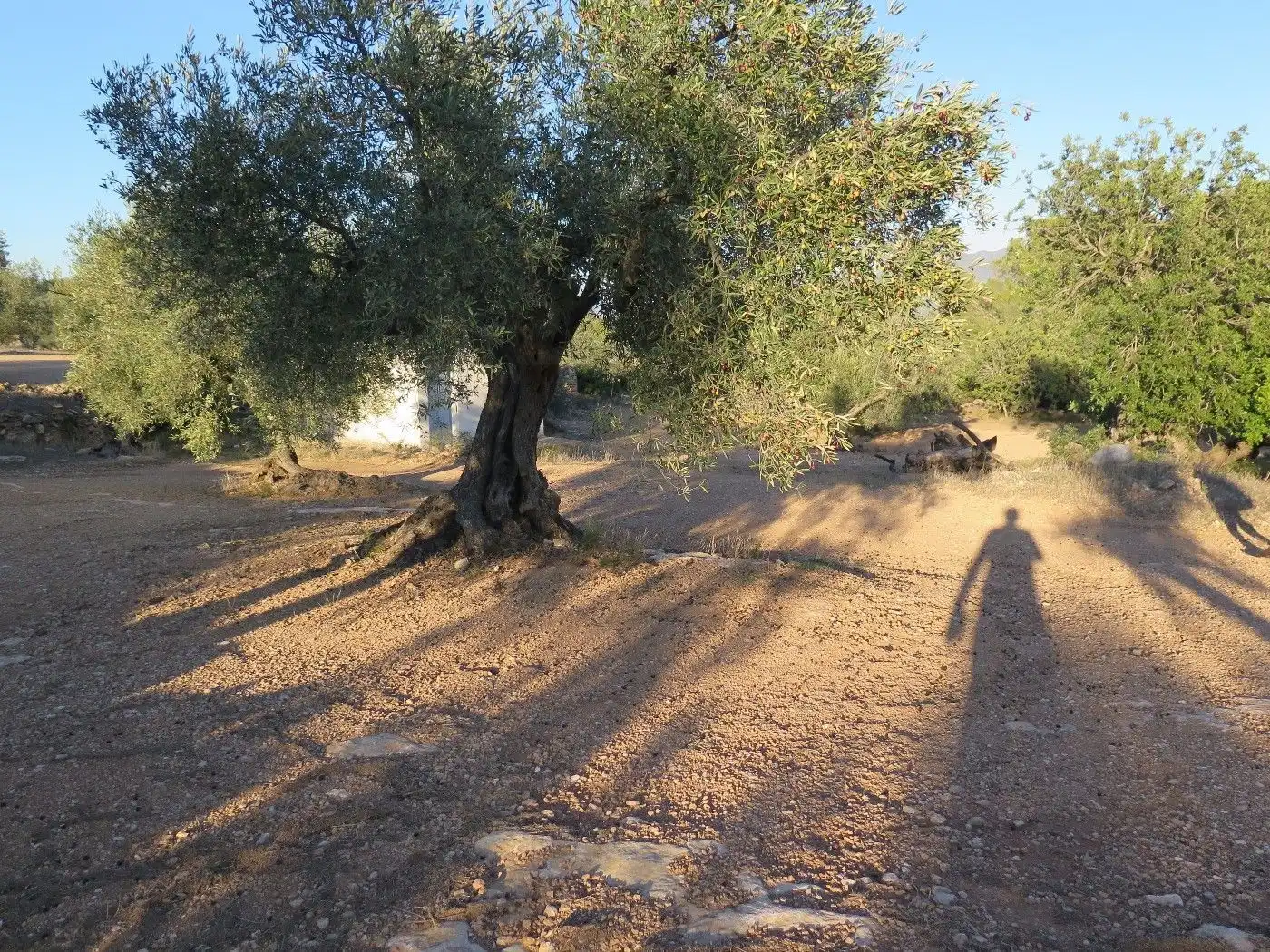 Terrain résidentiel à vendre à Xerta, imagen 17