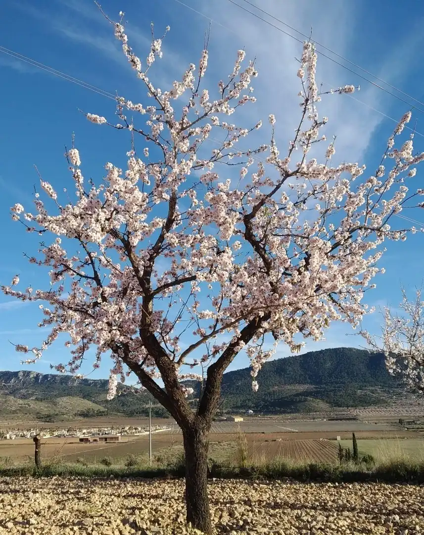 Terreny residencial en venda a Hondón de las Nieves / El Fondó de les Neus, imagen 5