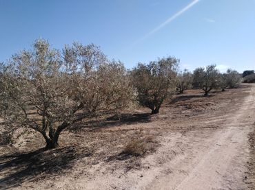 Terreno rustico in vendita a La Marina