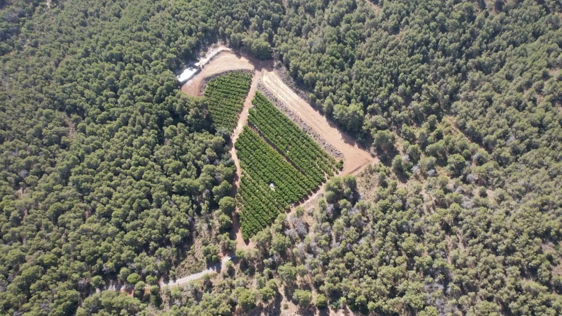 Terrain rustique à vendre à Sagunto, imagen 5