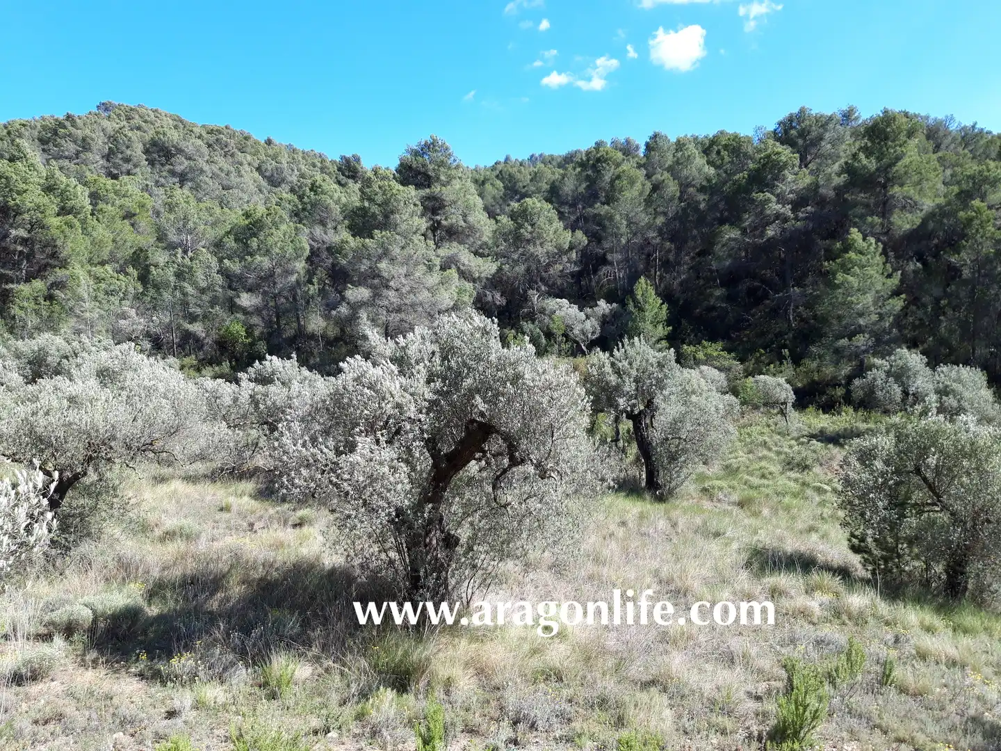 Rural land for sale in Gandesa, imagen 5