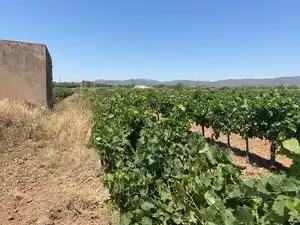 Terreno en venta en Banyeres del Penedès