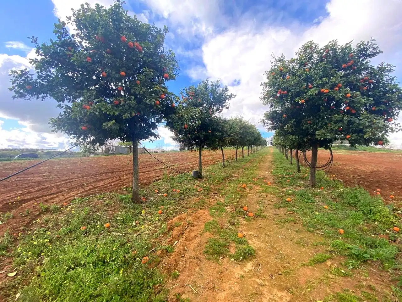 Finca rústica en venta en El Viso del Alcor