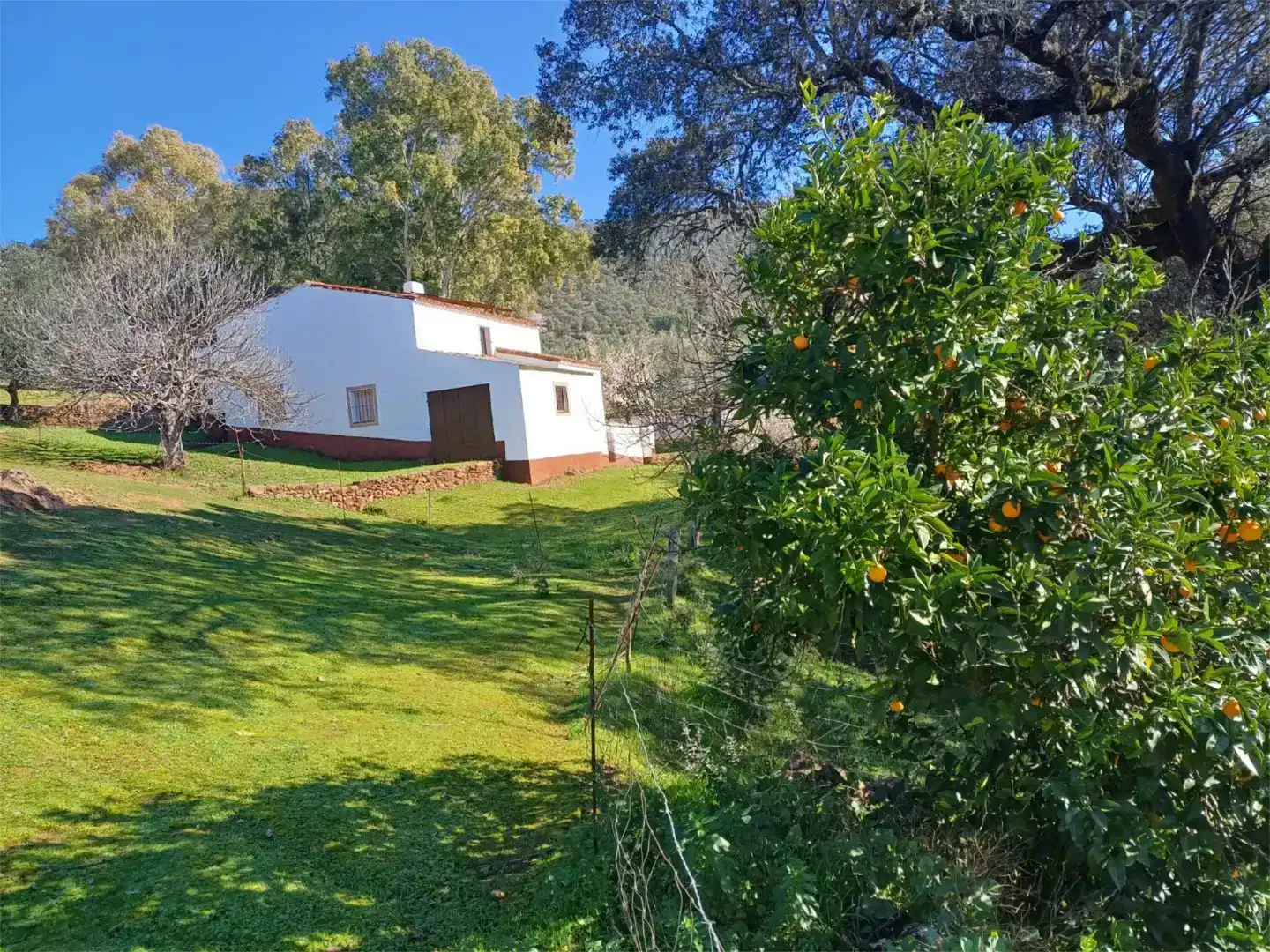 Jardín de Finca rústica en venta en Fuentes de León