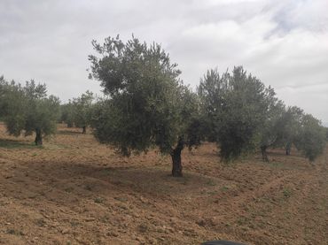 Terreno rustico in vendita a Baena