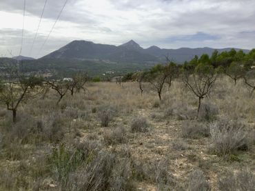Terreno rustico in vendita a Partida el Llosar 70