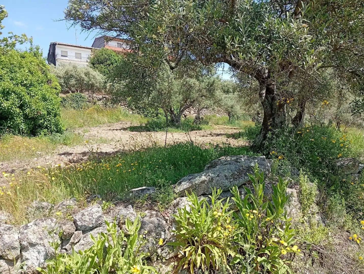 Terreni e lotti in vendita a Villanueva de la Vera, imagen 66