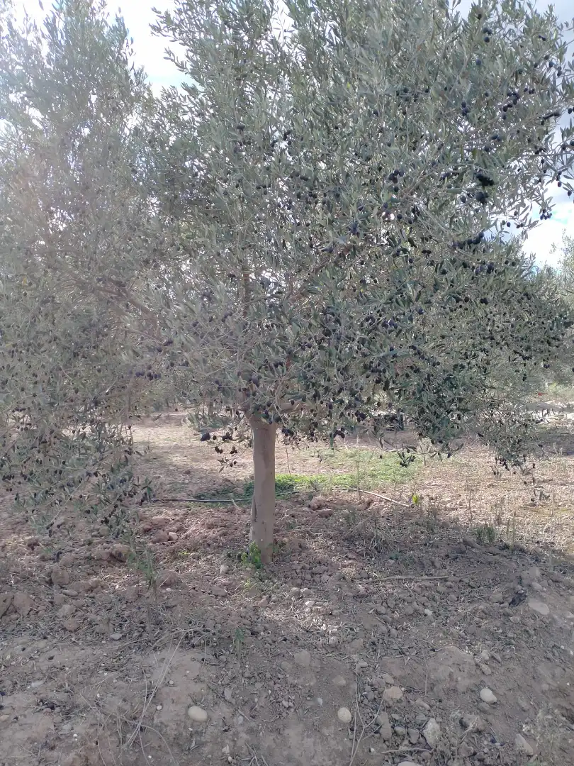 Rural land for sale in Gilet, imagen 19