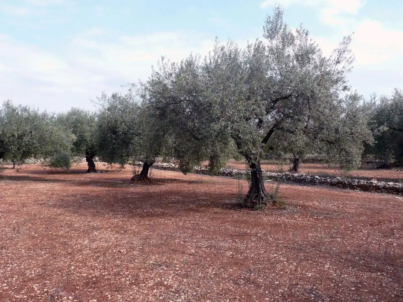 Jardín de Terreno en venta en Ulldecona
