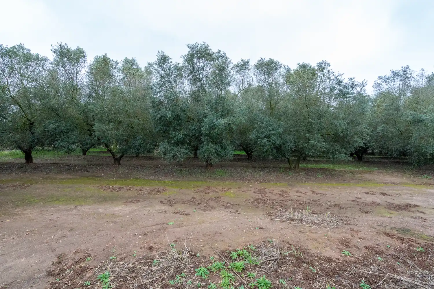 Rural land for sale in Godall, imagen 12