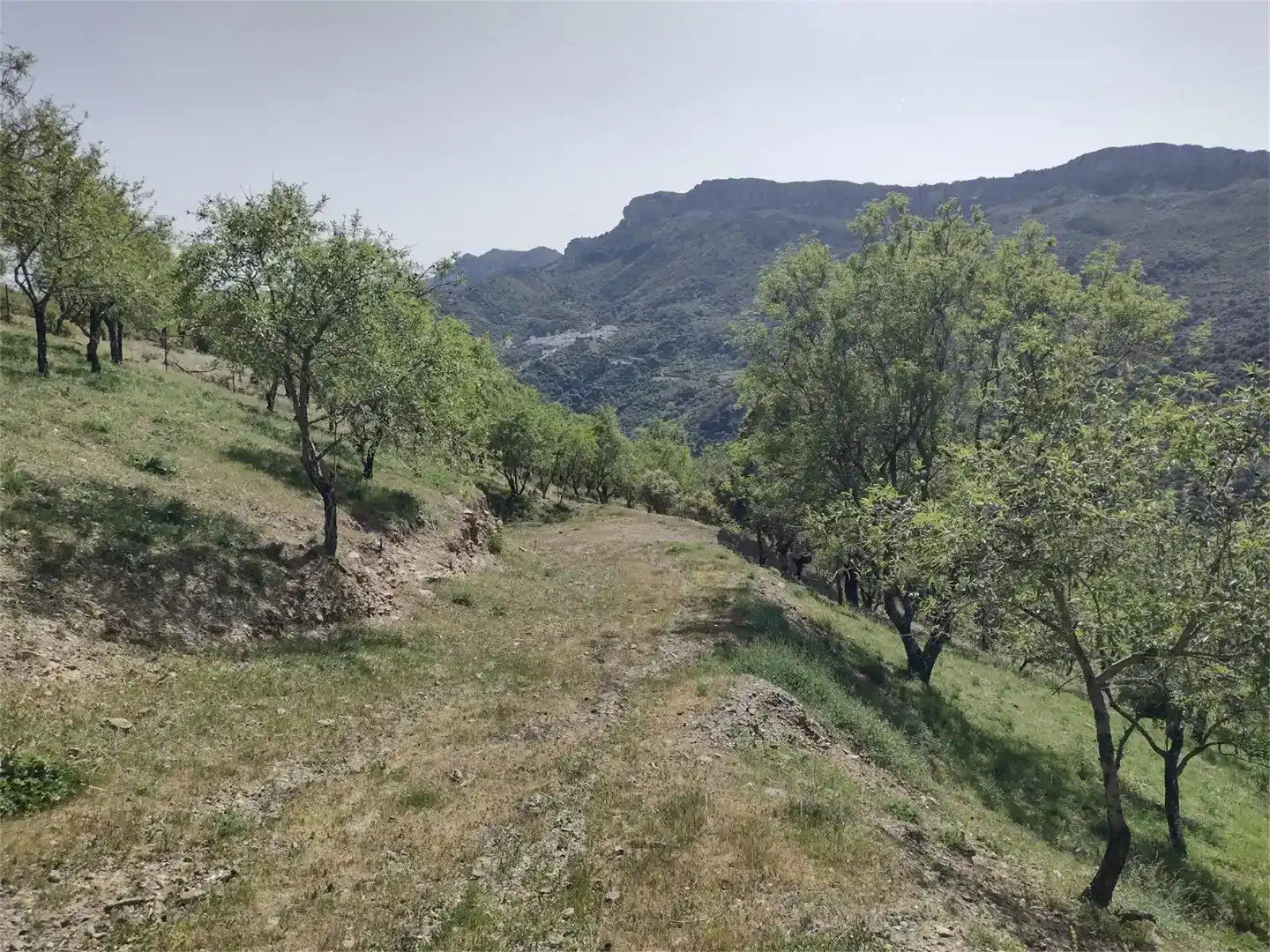 Land for sale in Benadalid