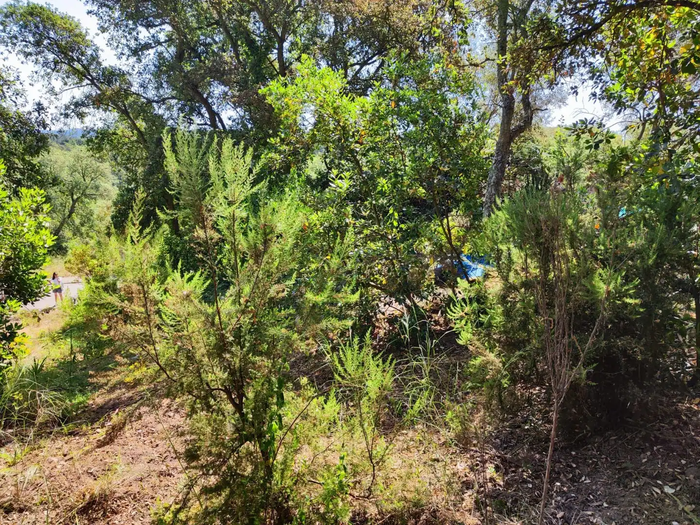 Lands and plots for sale in Llagostera, imagen 17