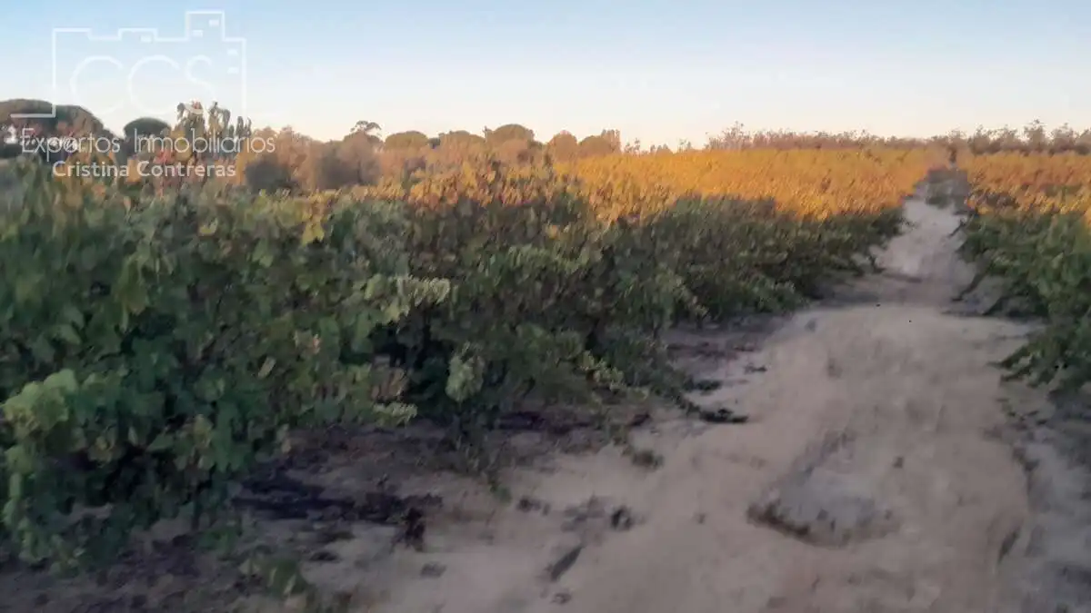 Terreno rustico in vendita a Almonte ciudad, imagen 15