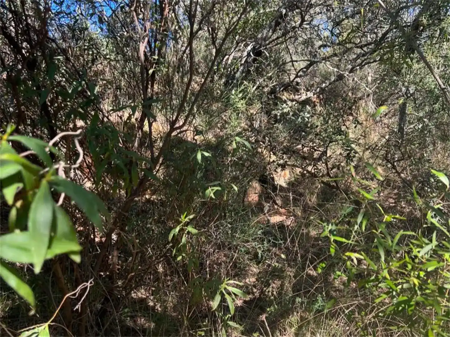 Finca rústica en venta en Castañar de Ibor con Piscina