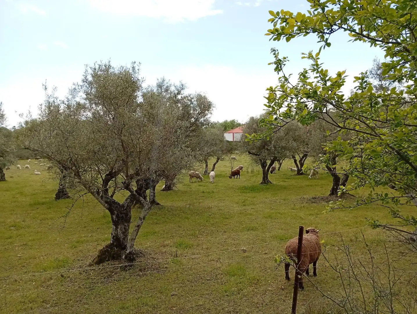 Terreni e lotti in vendita a Villanueva de la Vera, imagen 76