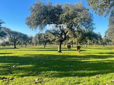 Terreny residencial en venda a Brozas