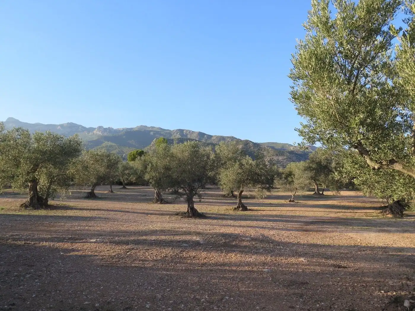 Terrain résidentiel à vendre à Xerta, imagen 9