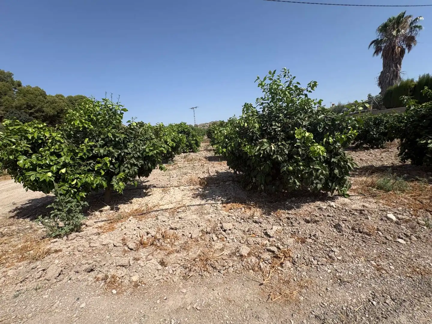 Terrenos y solares en venta en Pliego, imagen 7