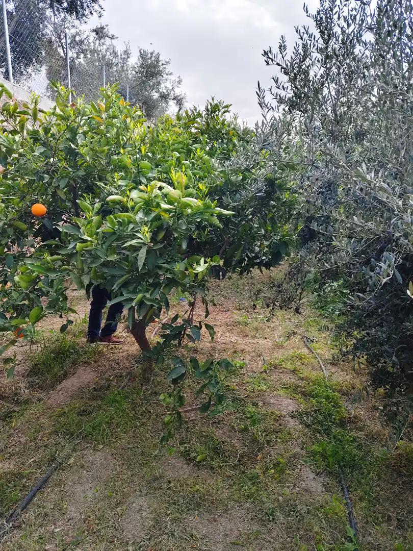 Grundstücke zum Verkauf in Alcolea