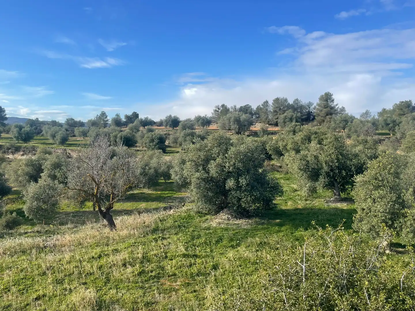 Rural land for sale in Cervià de Les Garrigues, imagen 14