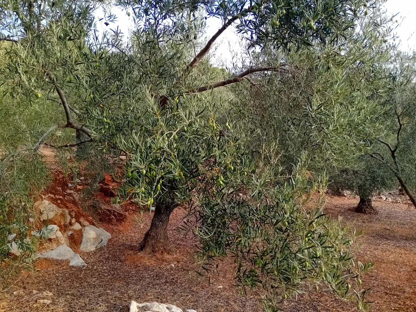 Rustikales Grundstück zum Verkauf in Yunquera, imagen 5