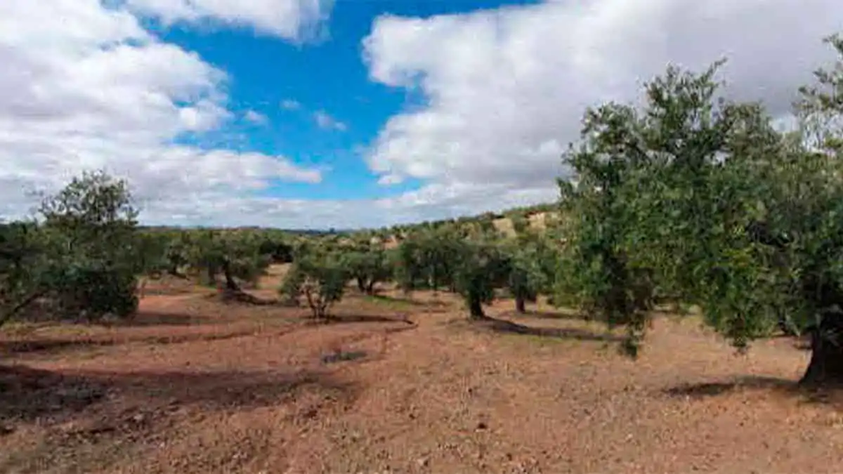 Terreni e lotti in vendita a Torredonjimeno, imagen 4