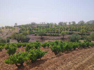 Terrain résidentiel à vendre à Vélez-Rubio