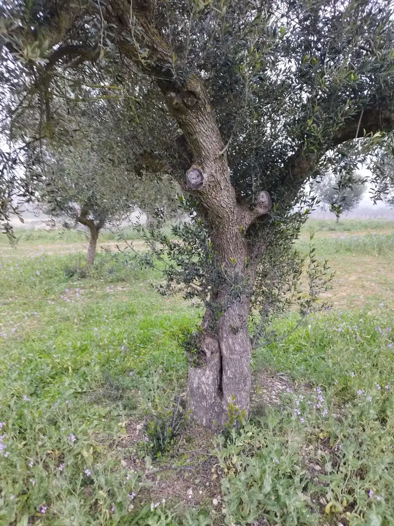 Jardín de Finca rústica en venta en Aitona