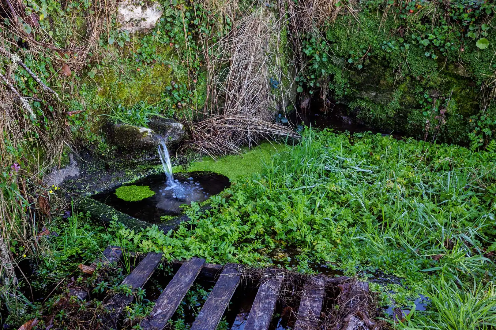 Jardín de Finca rústica en venta en Antas de Ulla