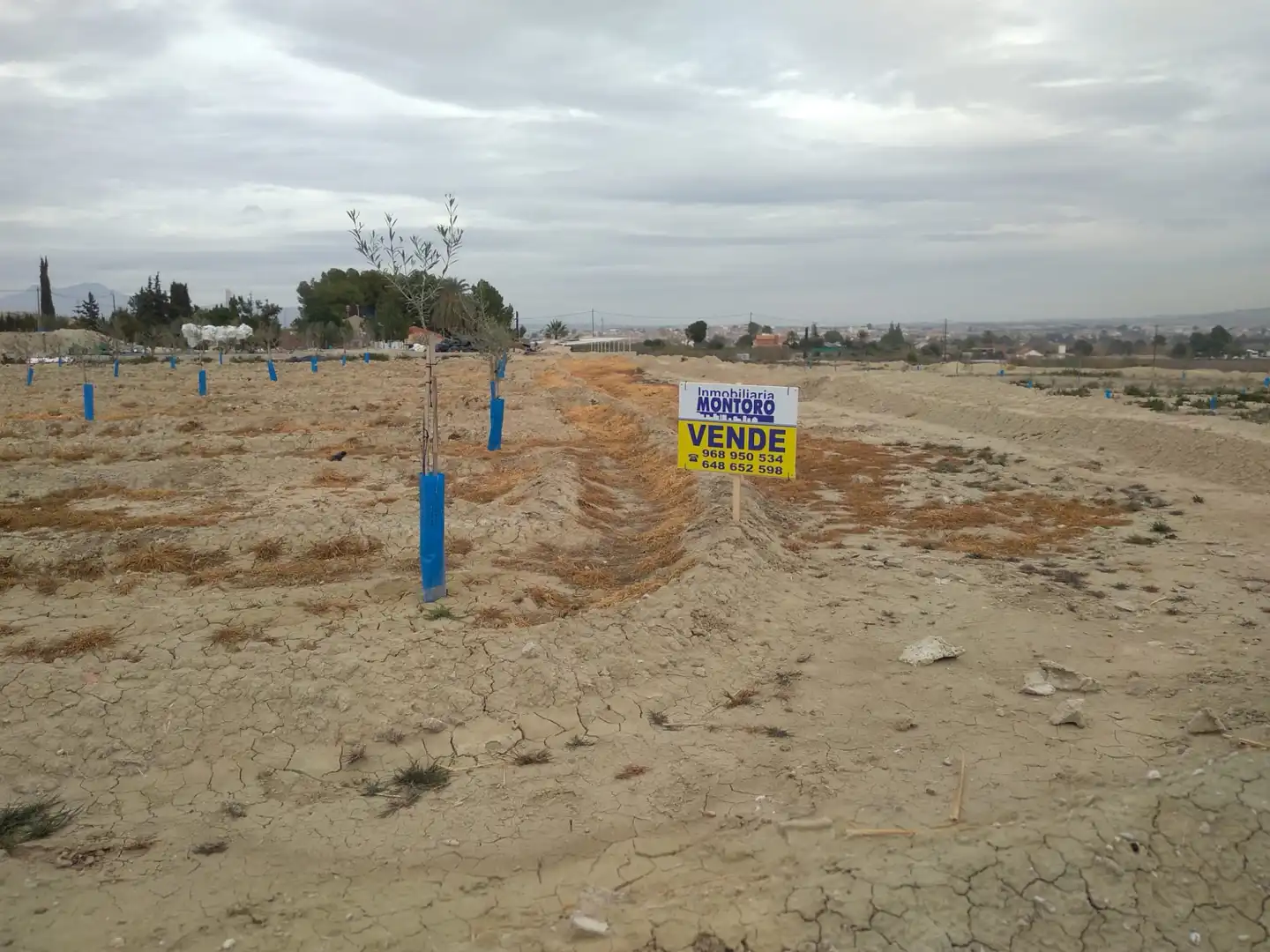 Terreny rústic en venda a Camino de la Almazara 226, imagen 10