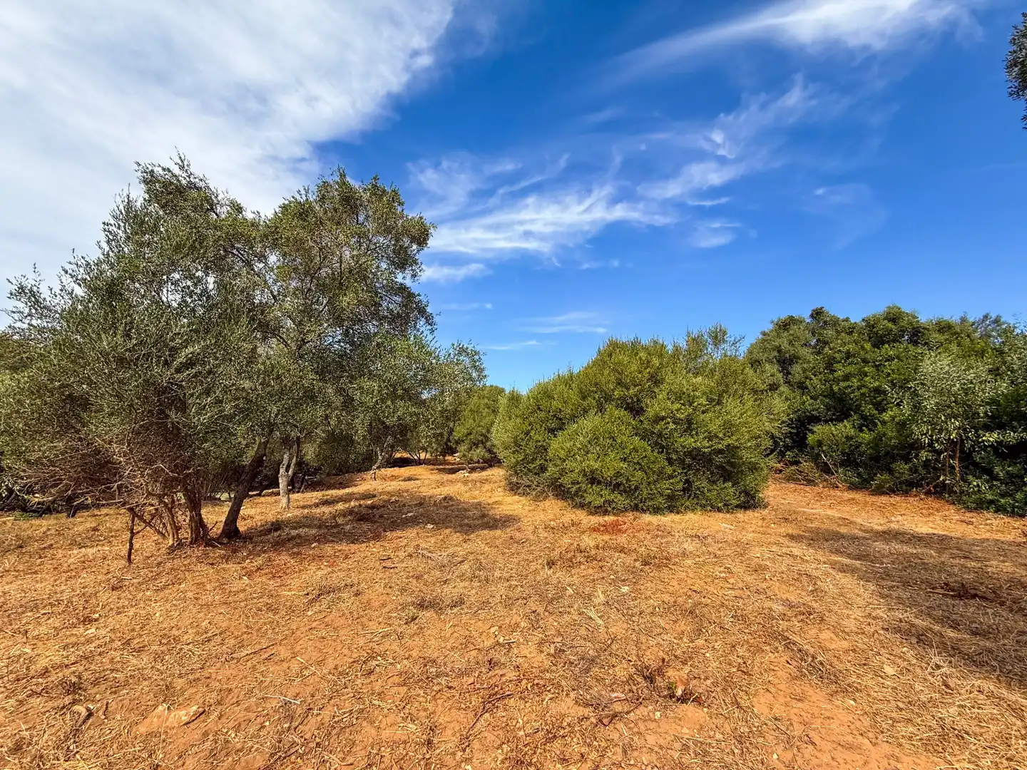 Grundstücke und Bauplätze zum Verkauf in Sotogrande Alto, imagen 16