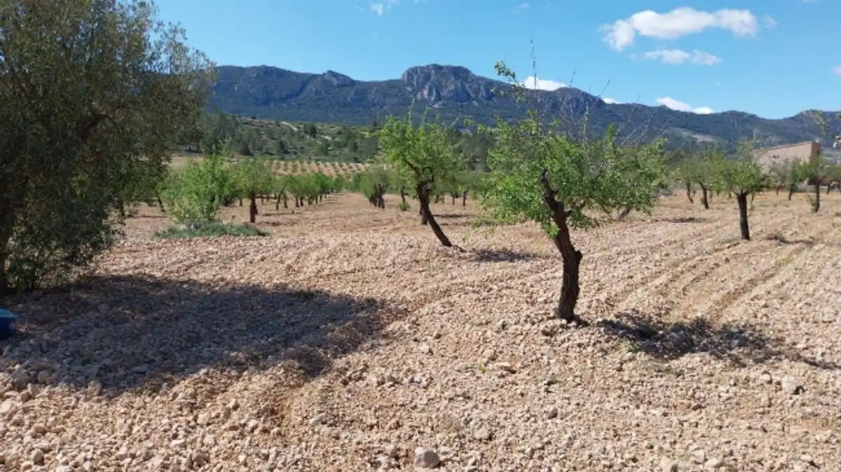 Terreny rústic en venda a Ctra. Algueña, imagen 13