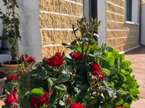 Vista exterior de Pis en venda en Noez amb Aire condicionat, Calefacció i Jardí privat