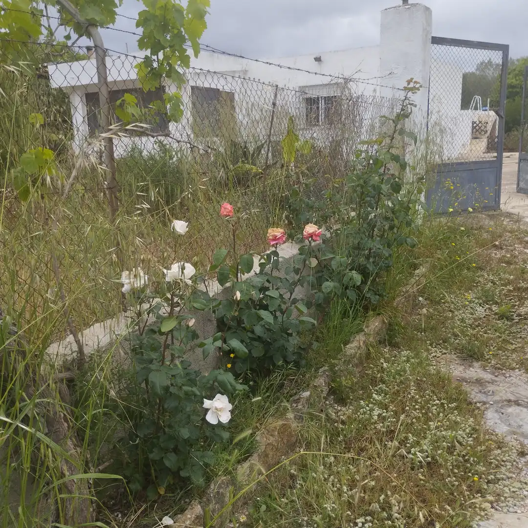 Garden of Industrial land for sale in Moncofa