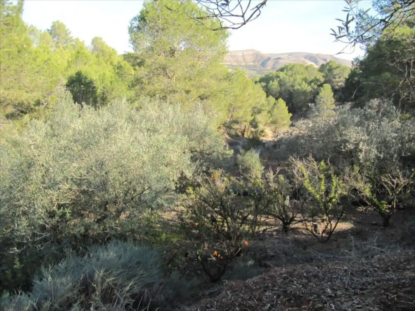 Residential for sale in Barxeta