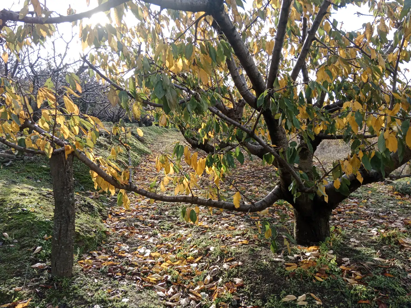 Terreni e lotti in vendita a Pasarón de la Vera, imagen 11