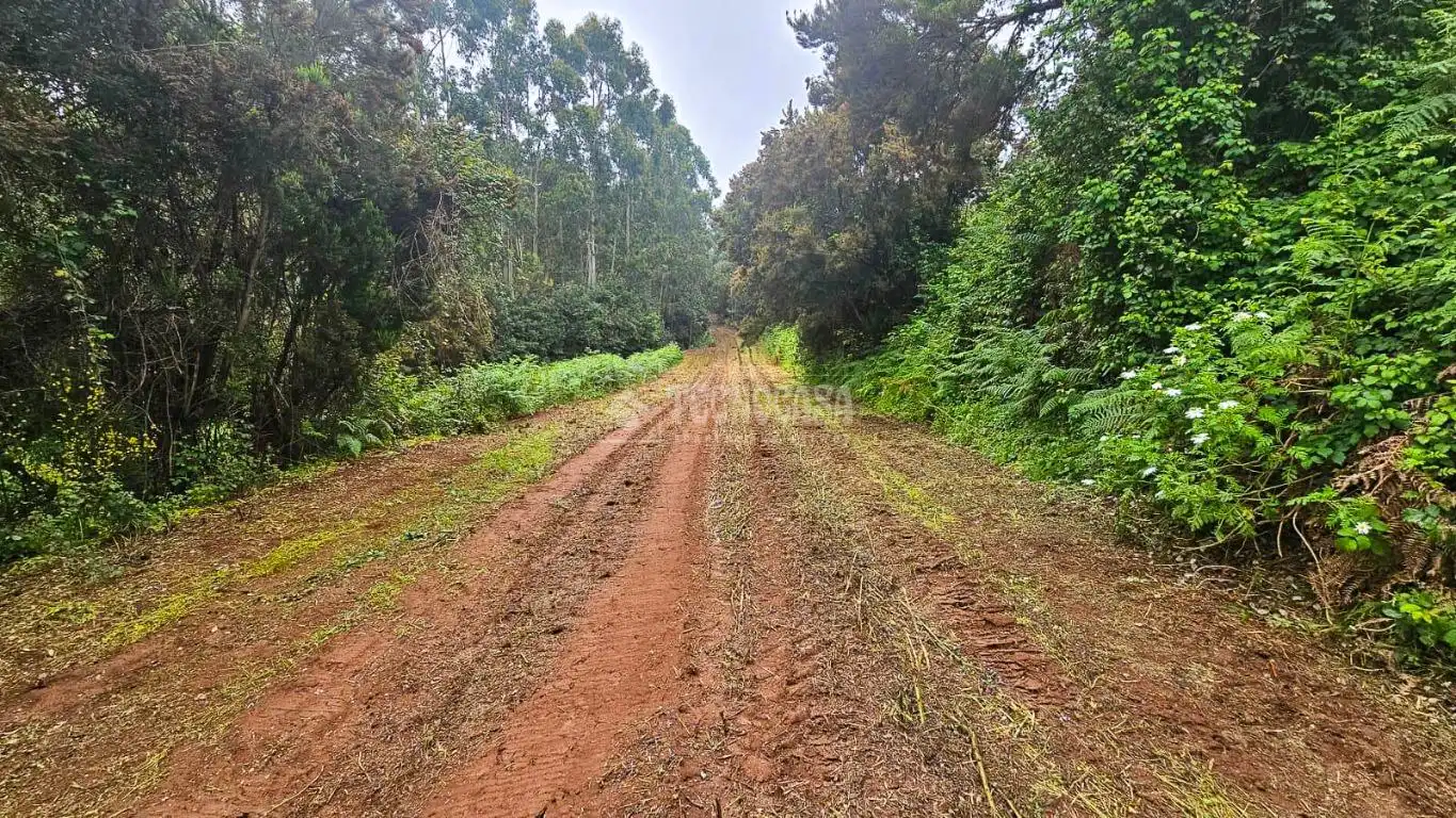 Land for sale in Tacoronte