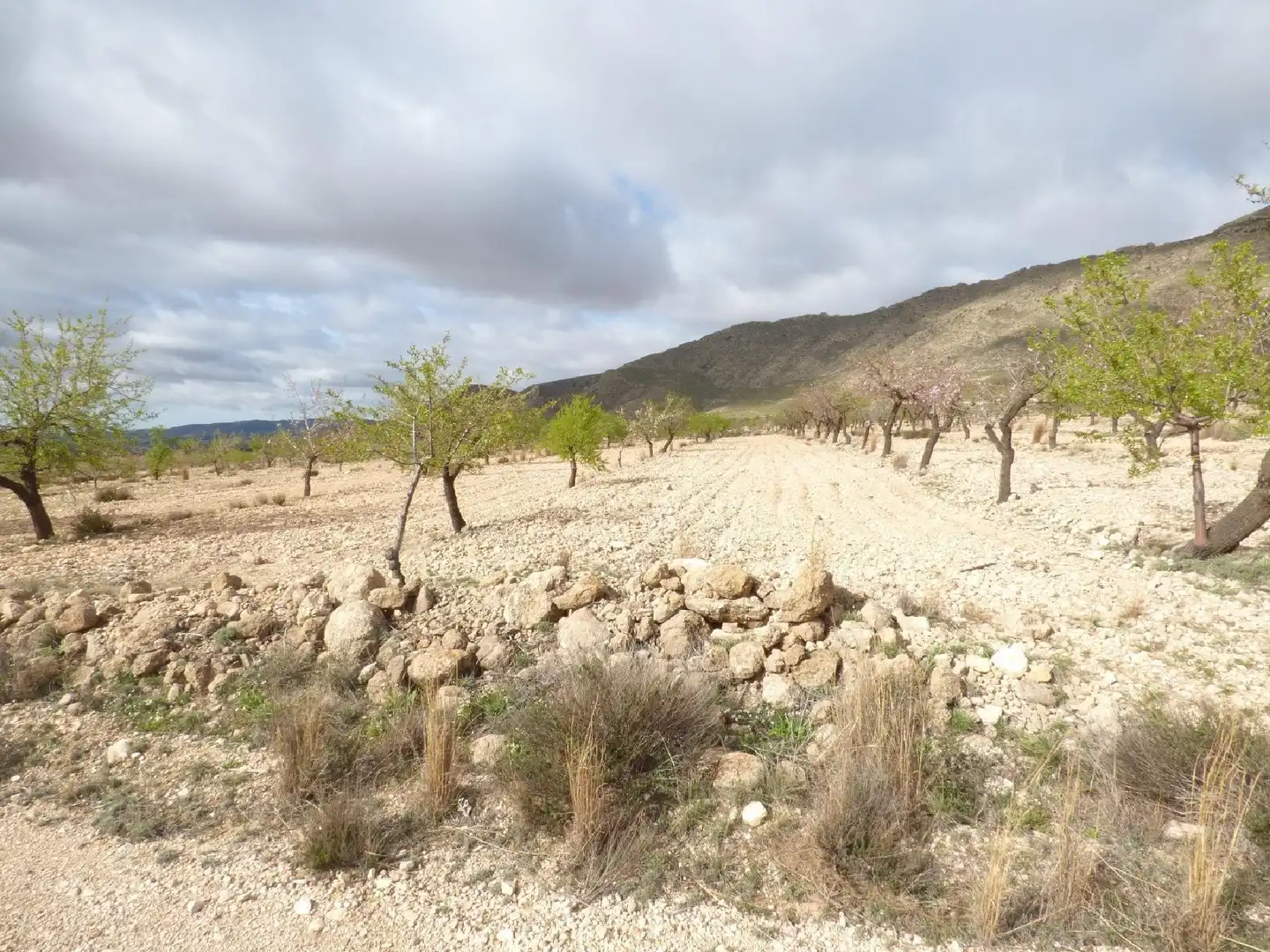 Rustikales Grundstück zum Verkauf in Jumilla, imagen 11