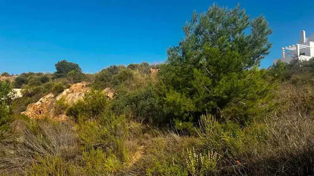 Terreno residencial en venta en El Pinar, imagen 3