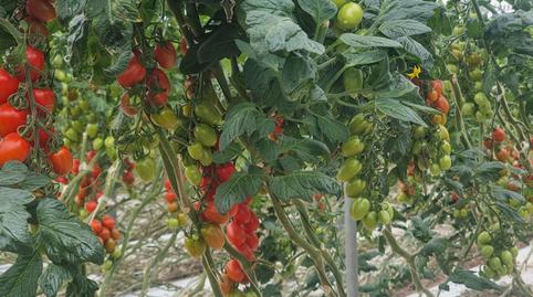 Photo 2 of Land for sale in Pozo de los Frailes - Presillas - Albaricoques, Almería