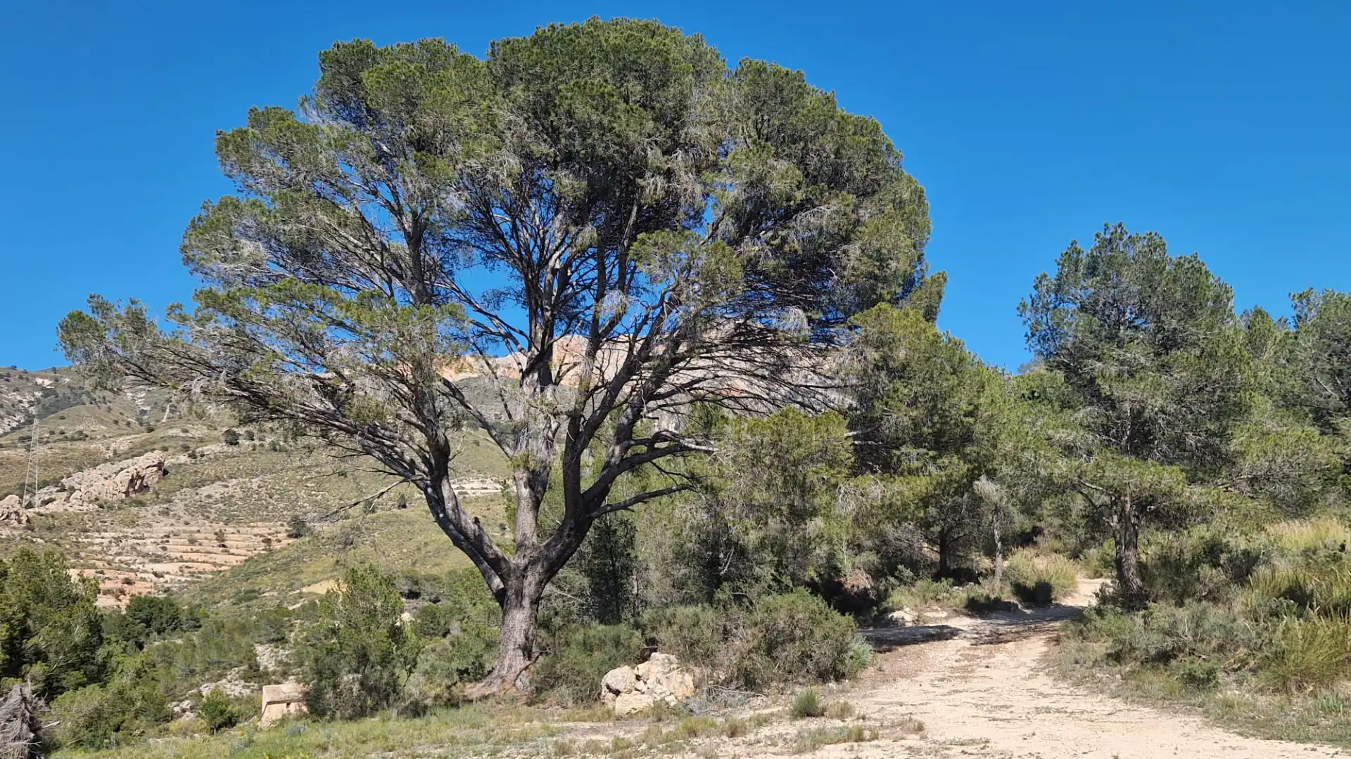 Terreno rustico in vendita a Lugar Castillo, imagen 2