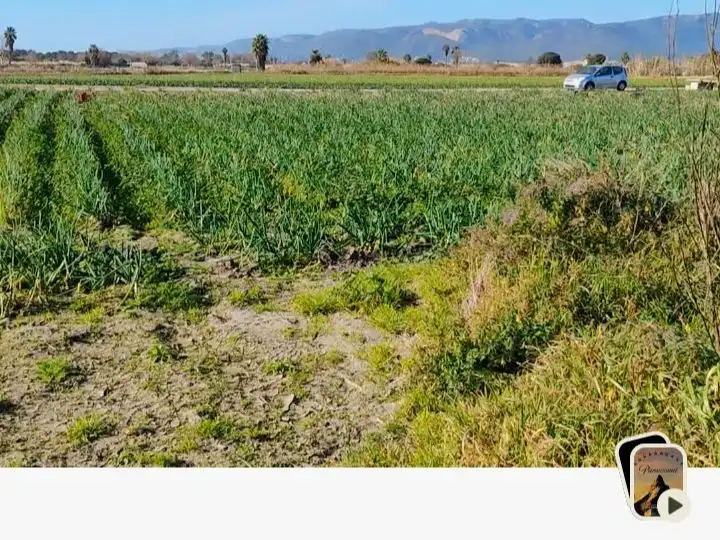 Terreny rústic en venda a Camí de les Parets a la Murtra 30, imagen 5