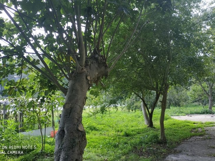 Finca rústica en venta en Zizurkil