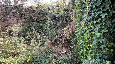 Arbo, image 2