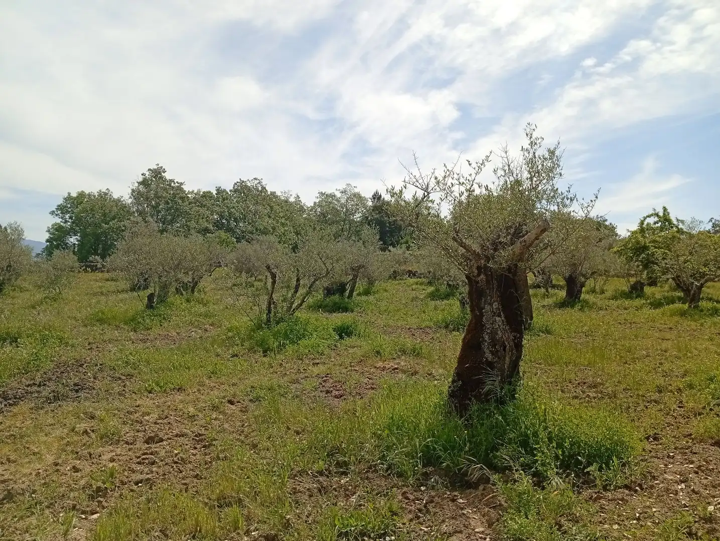 Terreni e lotti in vendita a Villanueva de la Vera, imagen 42