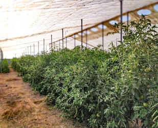 Garden of Land for sale in Elche / Elx