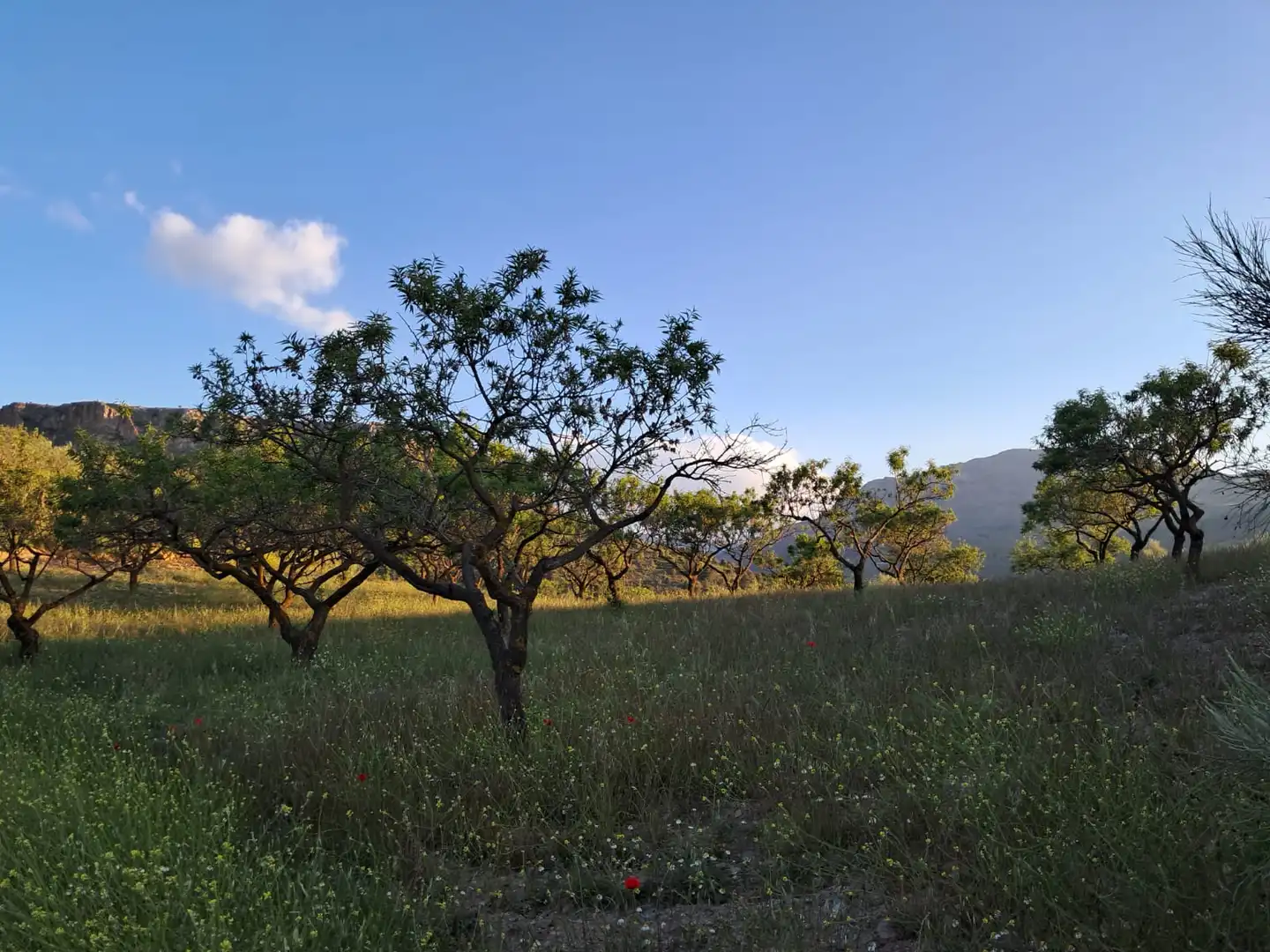 Vista exterior de Terreno en venta en Bayarque