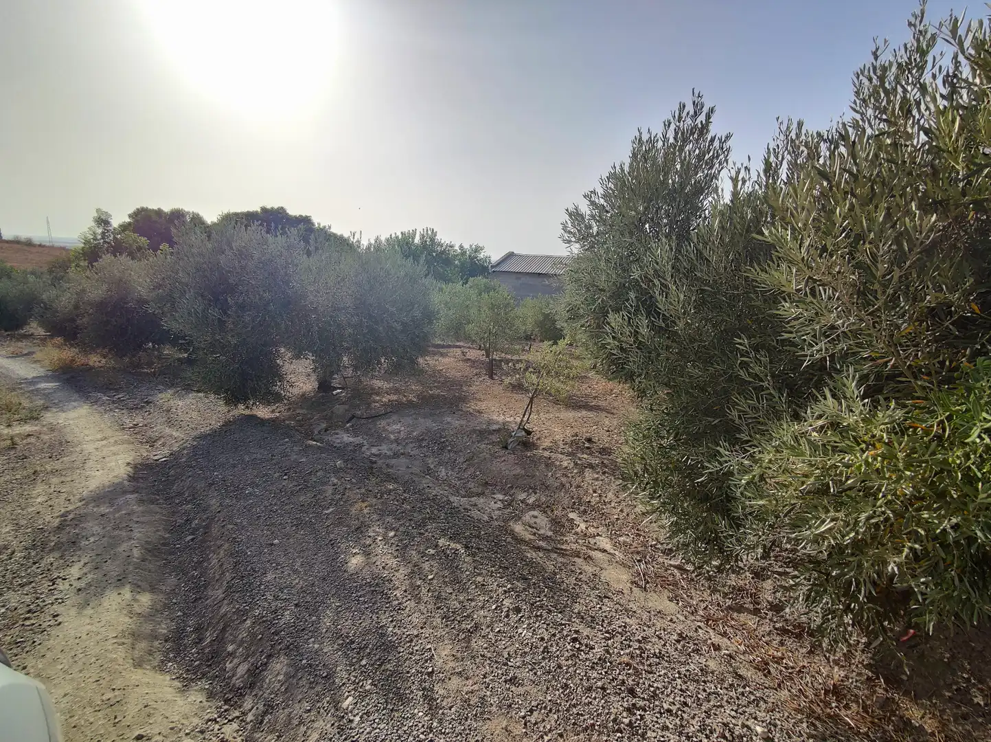 Terreno en venta en El Cuervo de Sevilla