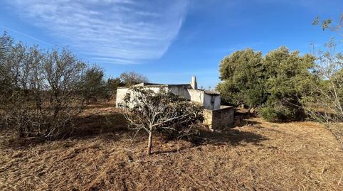 Photo 4 of Land for sale in  Hozanejos Pago Huno , Pelagatos - Pago del Humo, Cádiz