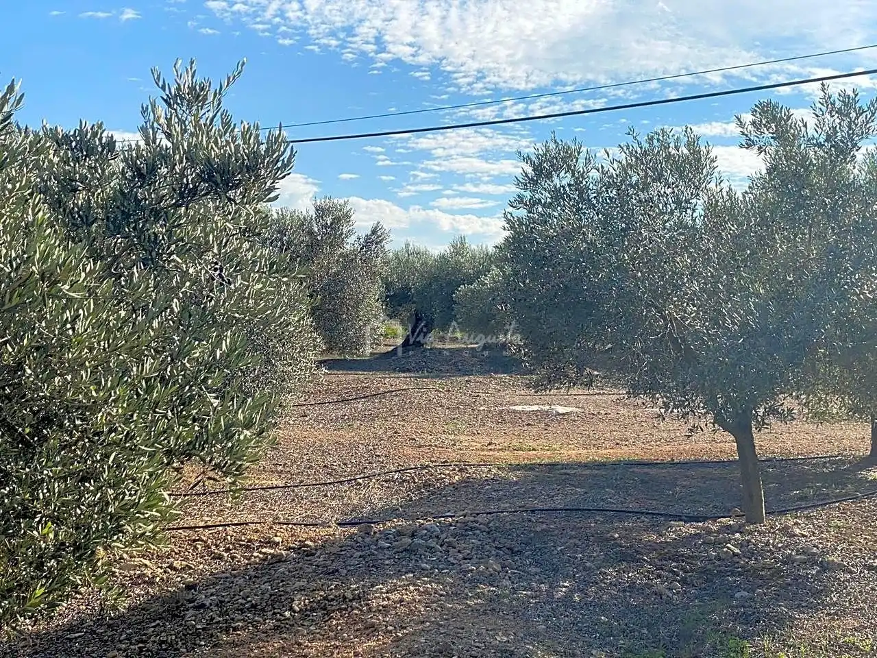 Rural land for sale in Partida Pedres, imagen 3